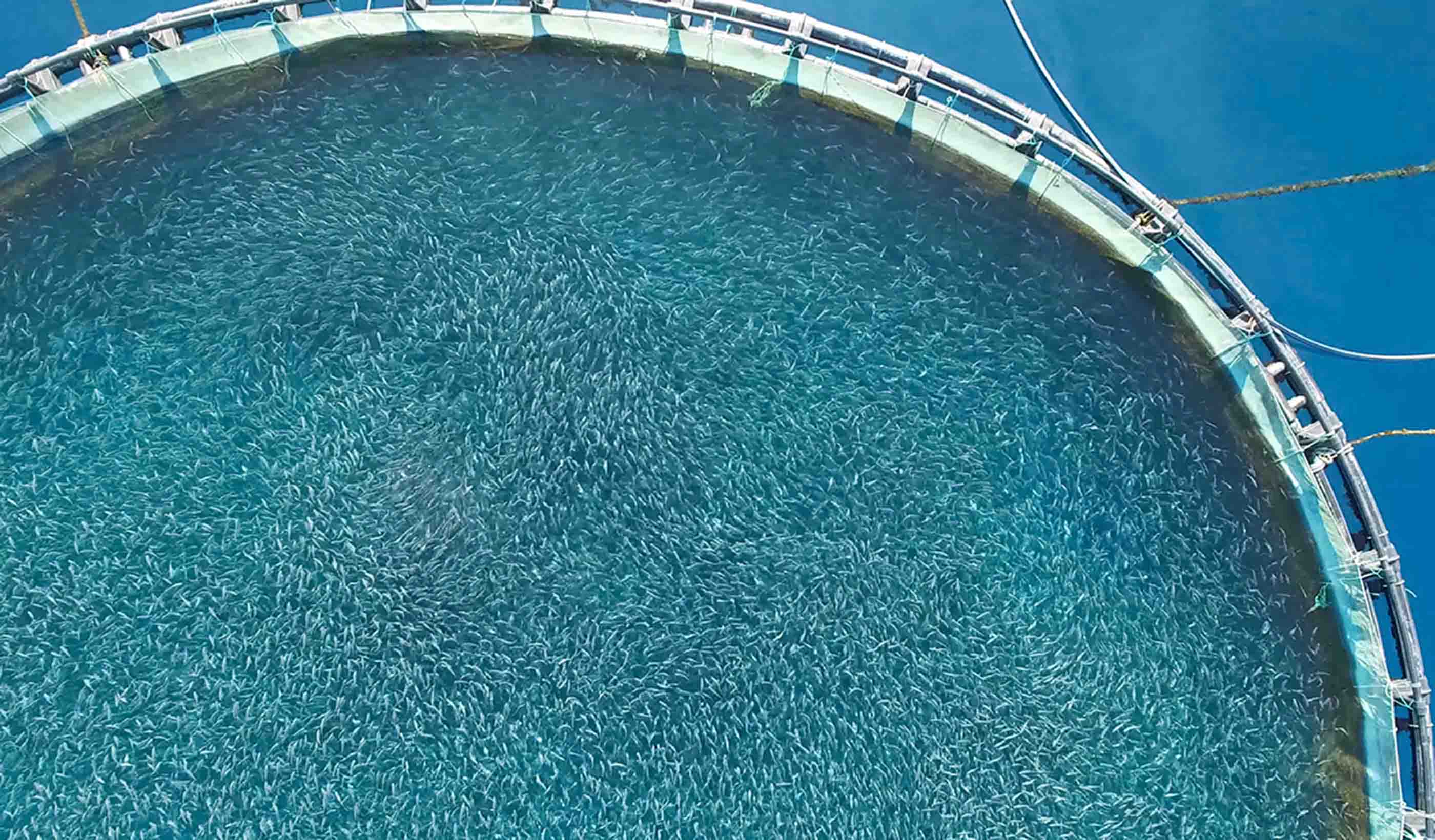 Global aquaculture trends: How the right approach helps offshore farms flourish