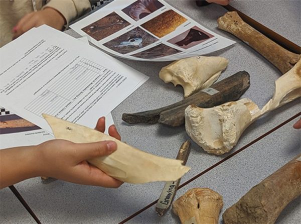 Students studying animal bones.