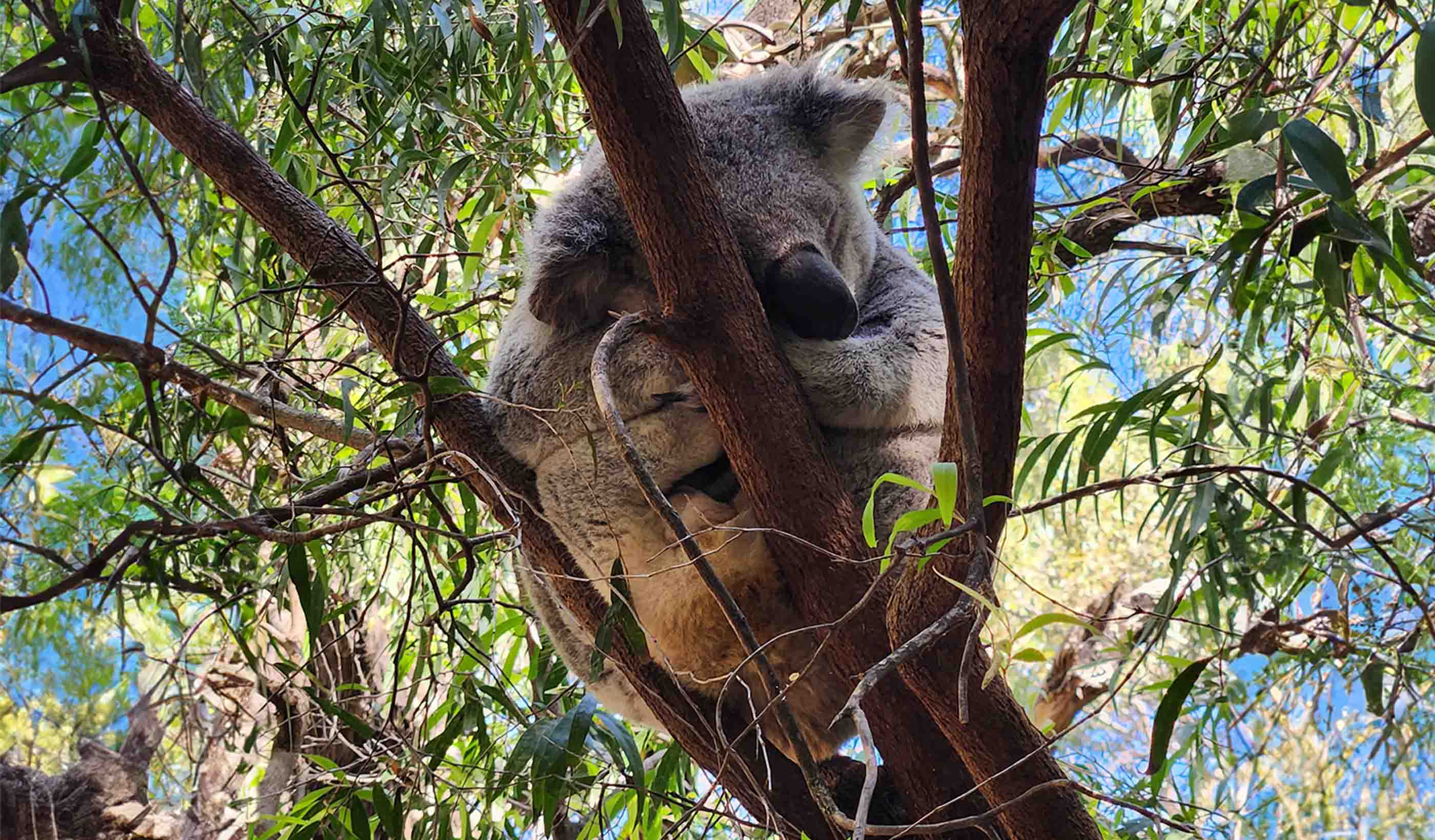 Cumberland Plain Koala Exclusion Fencing Feasibility Study