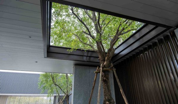 A modern architectural design features a tree growing through a rectangular opening in the ceiling, creating a natural connection between the indoor and outdoor spaces. minimalist aesthetic of a patio