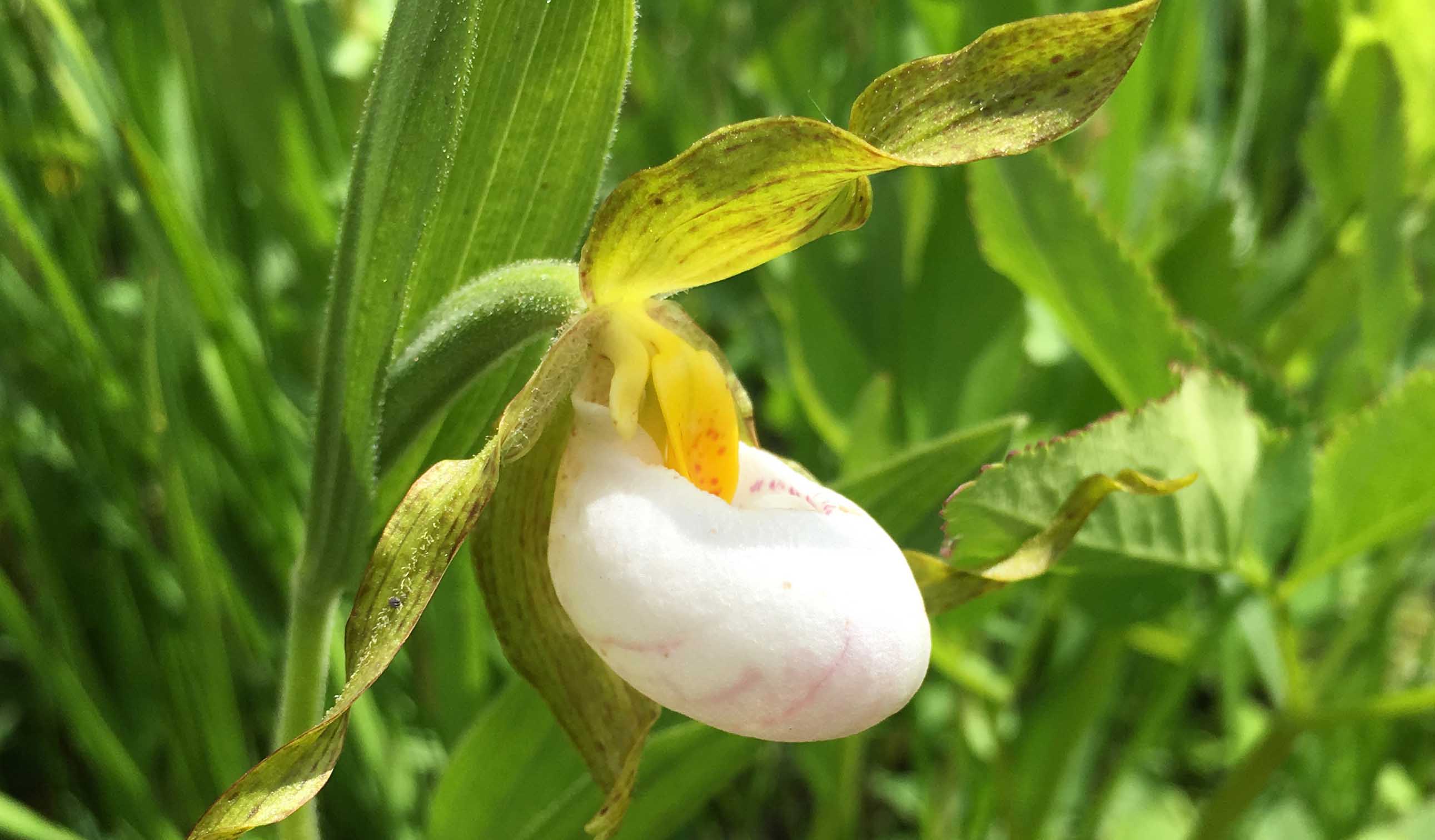 Building on our community roots to help North American orchid conservation