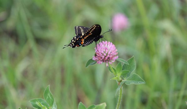 black swallowtail butterfly on red clover