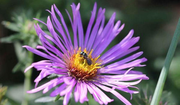 small carpenter bee on an aster