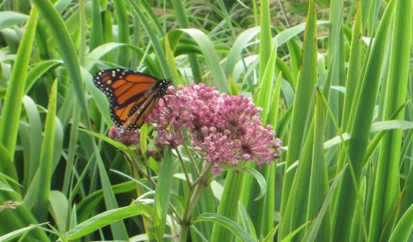 Monarch butterflies need milkweed to survive. Shifting landscape is one cause of the decline of nectar plants and host plants.