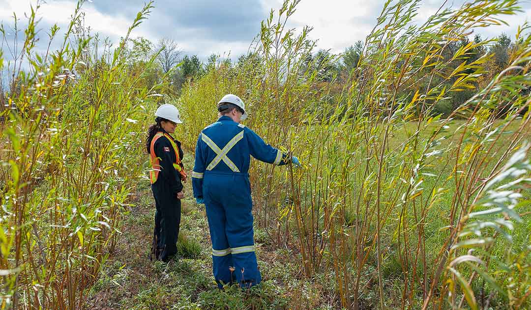 Phytoremediation: What is it, and why might it be right for your contaminated site?