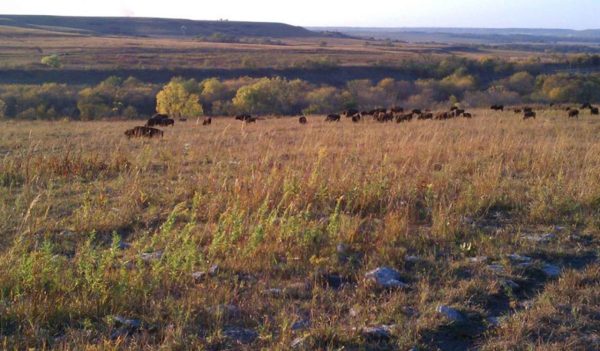 Buffalo grazing in an open field in Kansas.