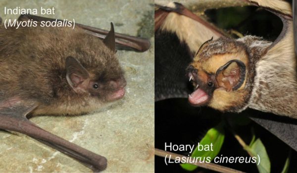 Indiana bat pictured left, hoary bat pictured right.