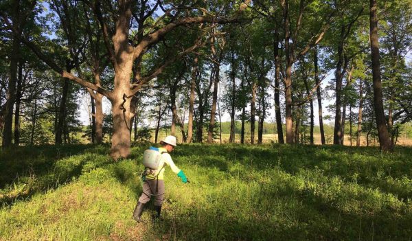 Stantec restoration technician using a backpack sprayer to selectively apply herbicide to manage Canada Thistle in an oak woodland.