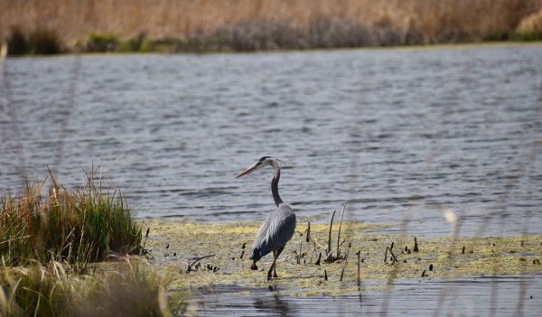 A Great Blue Heron enjoys a restored wetland.