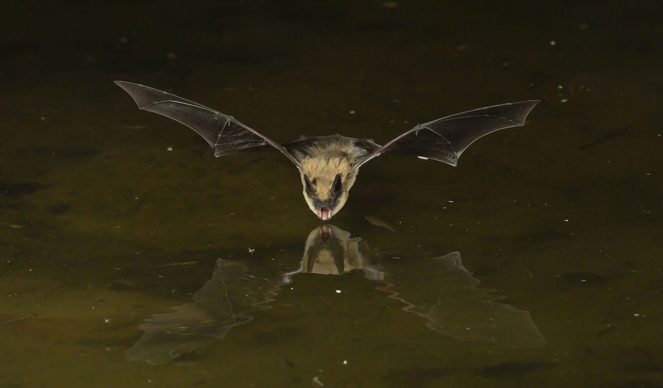 Detecting bat environmental DNA from water-filled road-ruts in upland forests