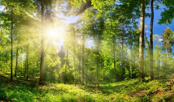 Scenic forest of deciduous trees, with blue sky and the bright sun illuminating the vibrant green foliage, panoramic view
