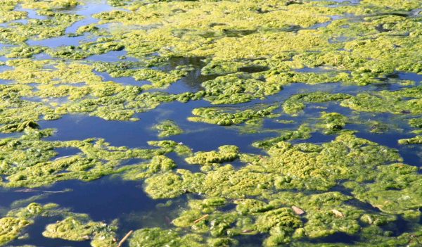 green water alga in the big lake