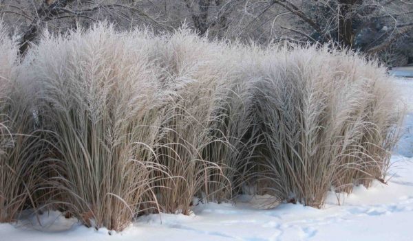 Native Grasses - Northwind Winter cover