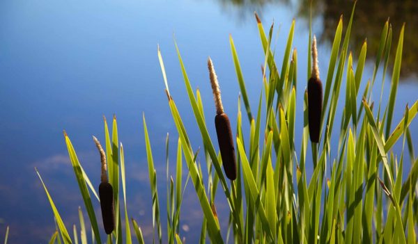Cattails growing in water