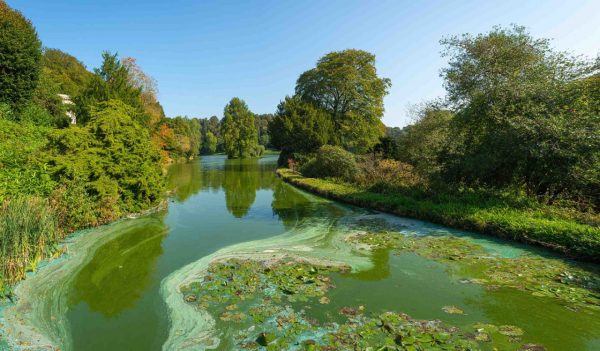 English lake with swirling green and blue algae (Cyanobacteria) on a lake filled with thick green water surrounded by trees on a clear blue sky. Stourton, Warminster, Wiltshire, UK