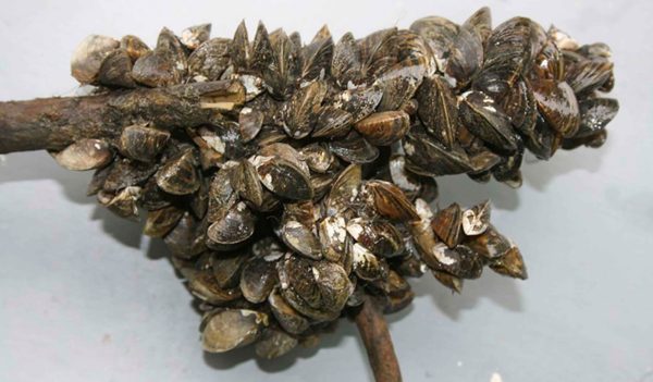 Cluster of Zebra mussels on a stick.