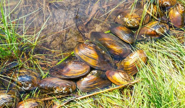 freshwater mussels in shallow water