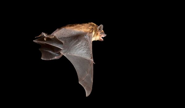 Big brown bat (Eptesicus fuscus) flying