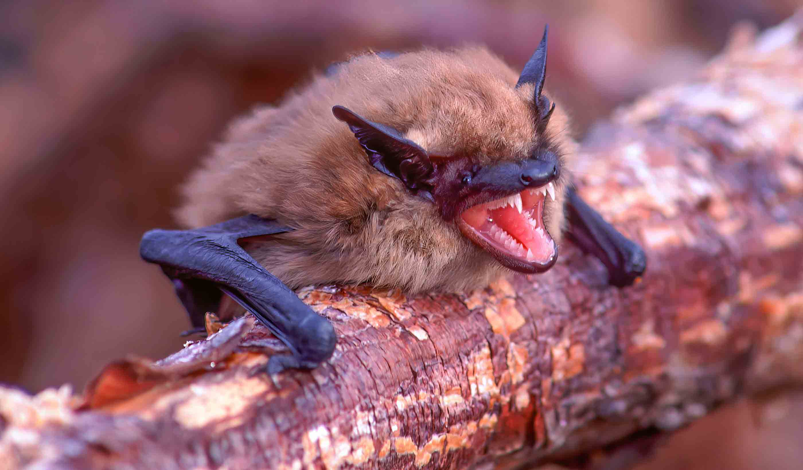Bats in buildings: How airborne eDNA can help you identify bat species at risk