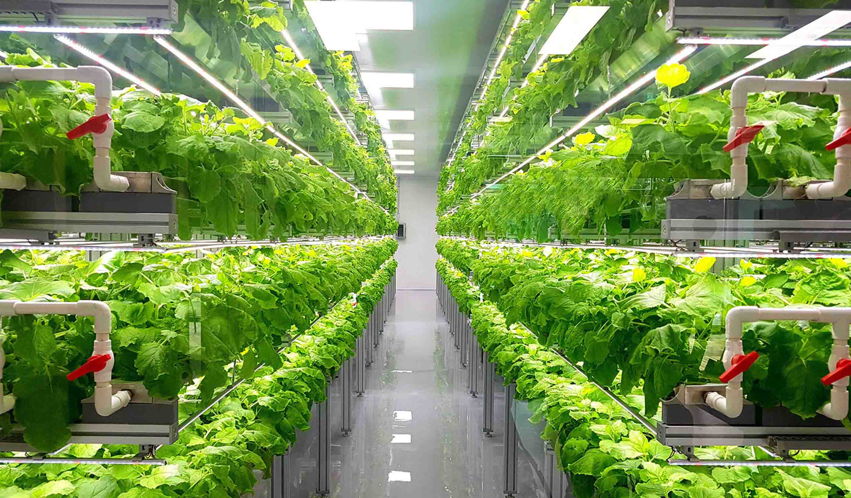 8 challenges holding back vertical farming facilities