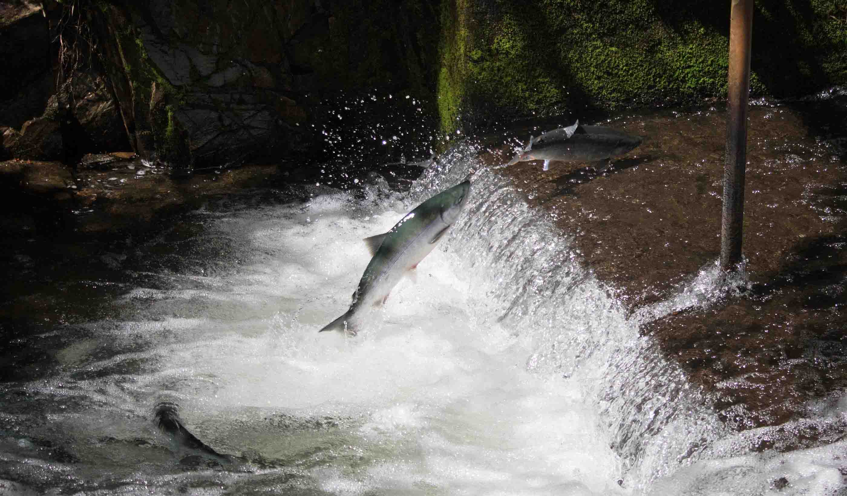Fish passage: Fixing culverts is key to better stream habitat for salmon, other species
