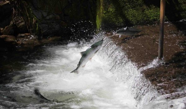 Red Salmon (Sockeye) leaping from the stream to go up the waterfall of the fish weir of Bear Creek at Seward Alaska