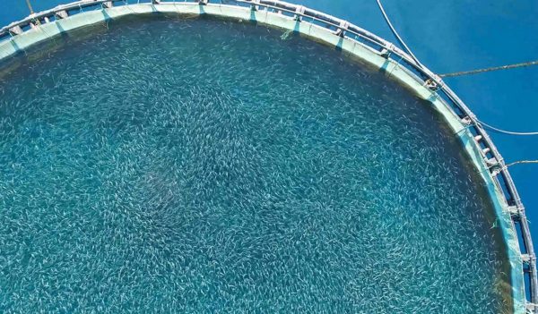 Fish farm in the sea, fenced with a round net.