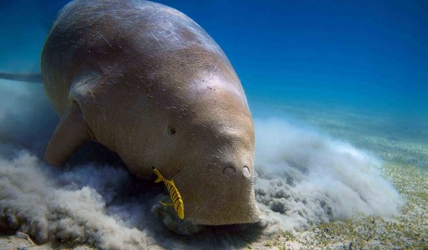 Manatee / dugong in the Red Sea
