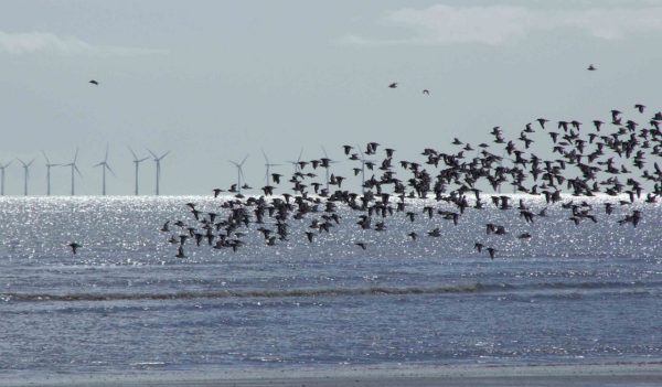 Wildlife and offshore wind turbines existing together.