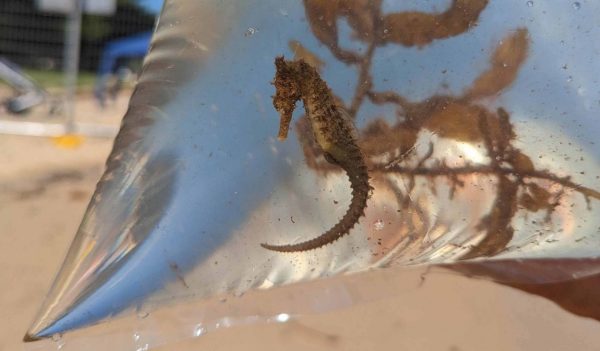 White seahorse in a bag with water.