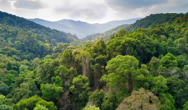 Aerial view of rainforest in the Doi Inthanon national park, Thailand