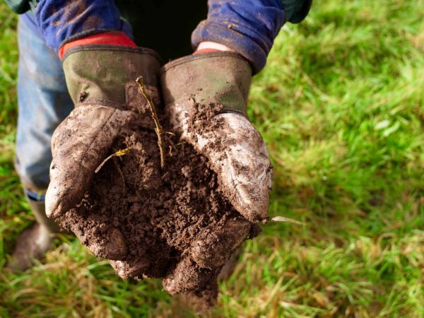 Image of person stood on grass, wearing gardening gloves and holding dirt