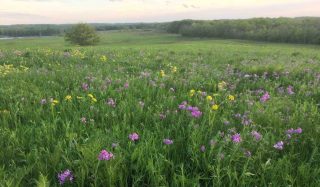 Stantec selected for US$8.5 million habitat enhancement, ecological consulting project in Illinois