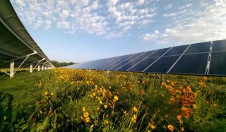 The Pollinator Habitat Aligned with Solar Energy (PHASE) Project