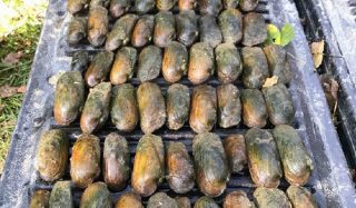 Six Mile Dam Evaluation of eDNA Freshwater Mussel Detection