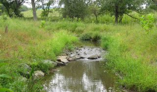 Goose Creek (BlueWildlife) Stream and Wetland Restoration