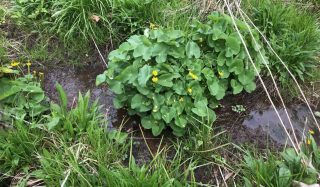 Indiana In-Lieu Fee Program Consulting Services