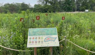 ODOT Roadside Pollinator Projects