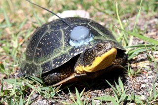 Environmental Studies Protect Turtles Along Iowa Highway 100