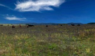 Martin County Solar Project