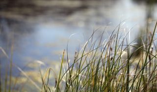 Chao Lake DBO GCOP & Wetlands