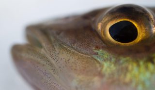 Fish and Fish Habitat Impact Assessment Tool 