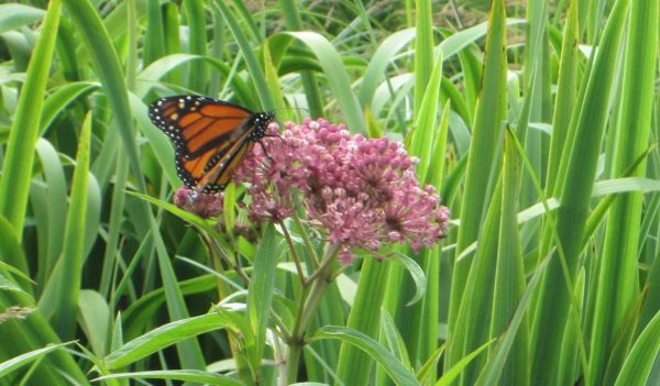 Butterfly, purple flower in the grass