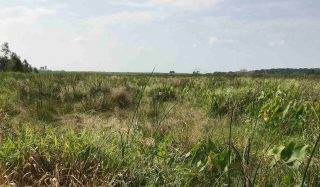 Diamond Lake Creek Tributary Wetland Bank