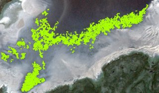 Desktop Investigation of Eelgrass Using PlanetScope Imagery
