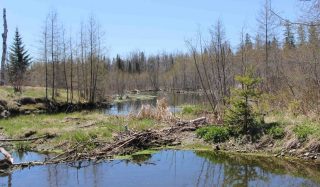 Loring Air Force Base Wetlands Habitat Restoration and Creation Program