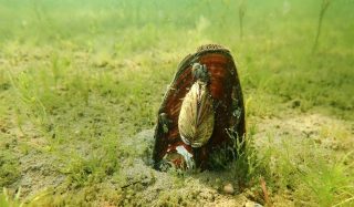 Managing Zebra Mussels in Memphremagog