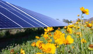 Argonne National Laboratory Solar and Soil-related Ecosystem Services