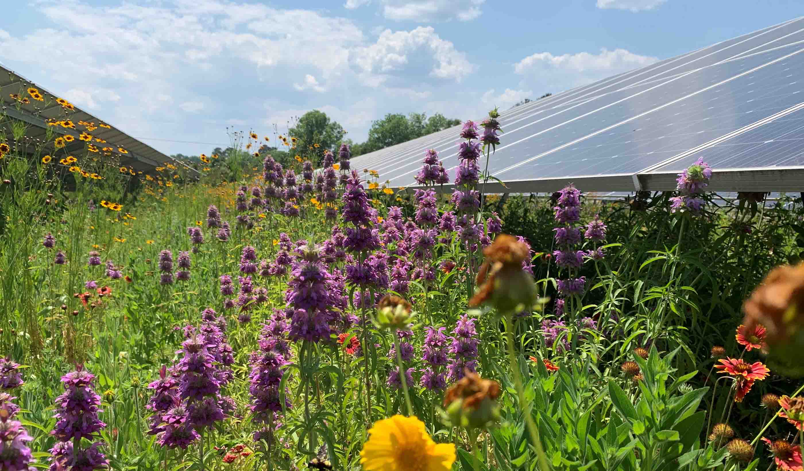 5 steps companies can follow to change unused spaces into eye-popping pollinator habitat