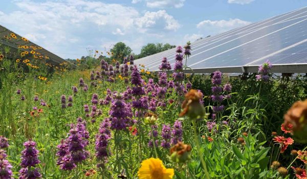 Pollinator Habitat using native flowers planted around solar panels.